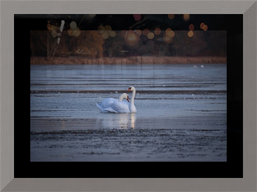 McLaughlin Bay Wildlife Reserve Swans Picture Frame print