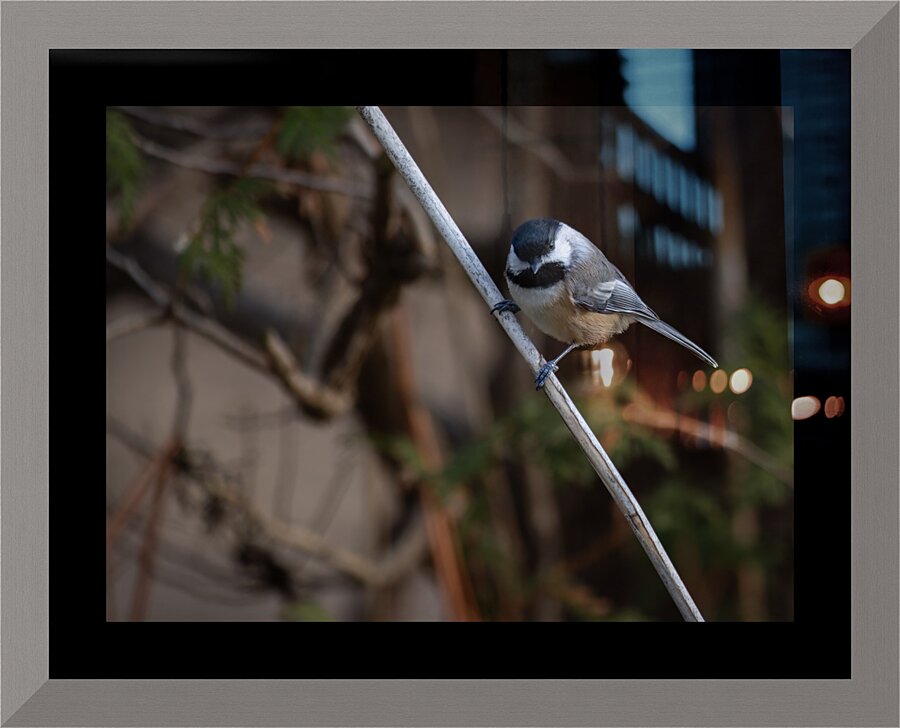 McLaughlin Bay Wildlife Reserve Chickadee Impression et Cadre photo