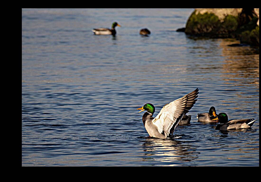 Toronto Lakefront Ducks Reproduction