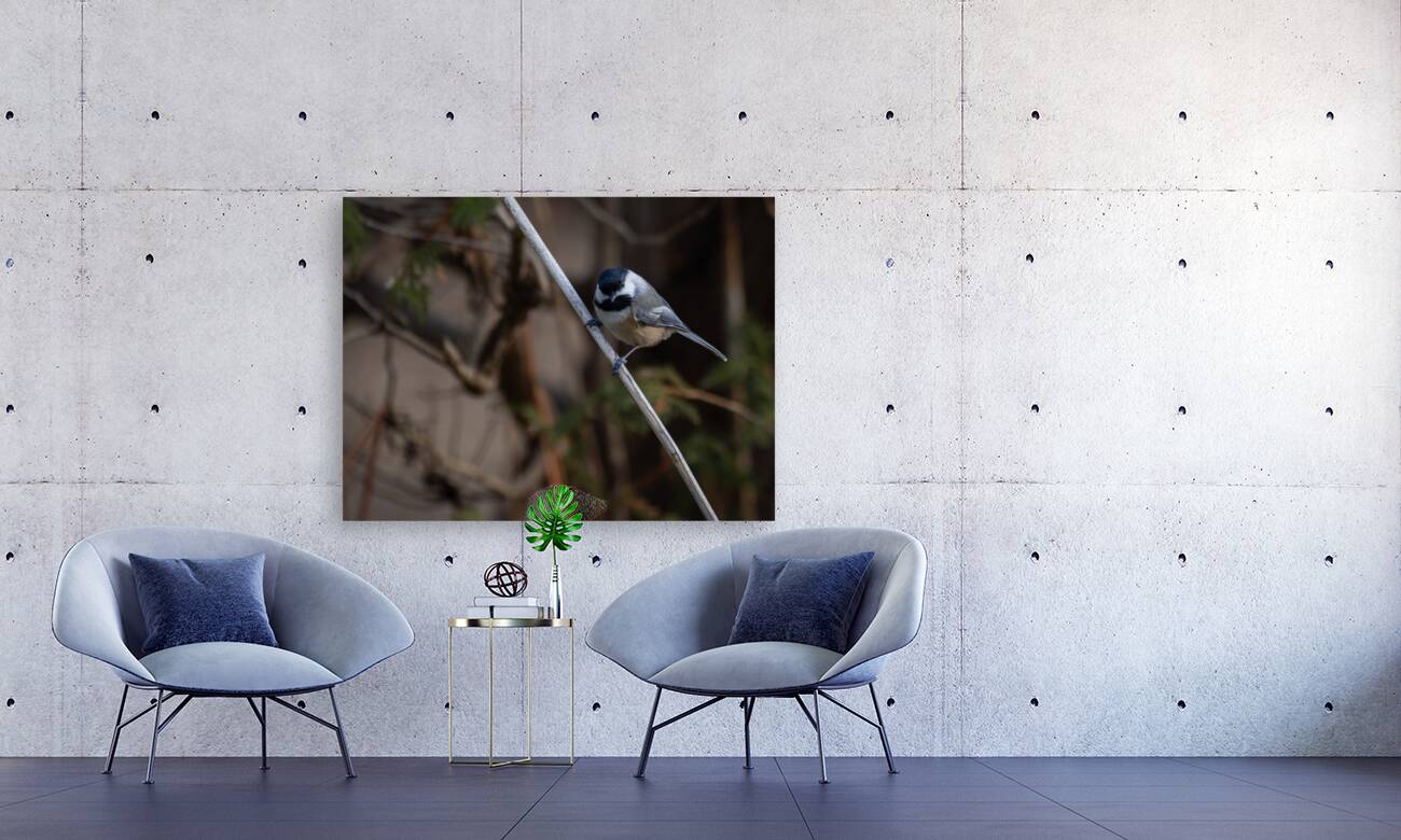 McLaughlin Bay Wildlife Reserve Chickadee Reproduction