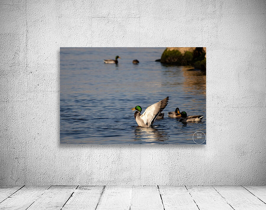 Toronto Lakefront Ducks Wall Preview