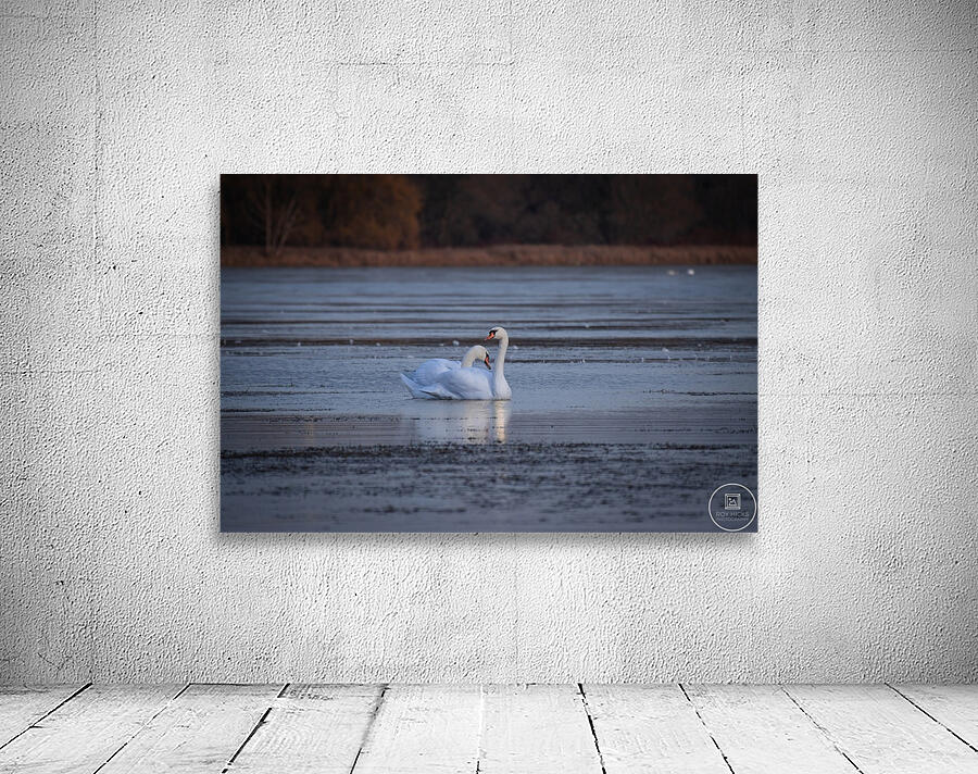 McLaughlin Bay Wildlife Reserve Swans Wall Preview