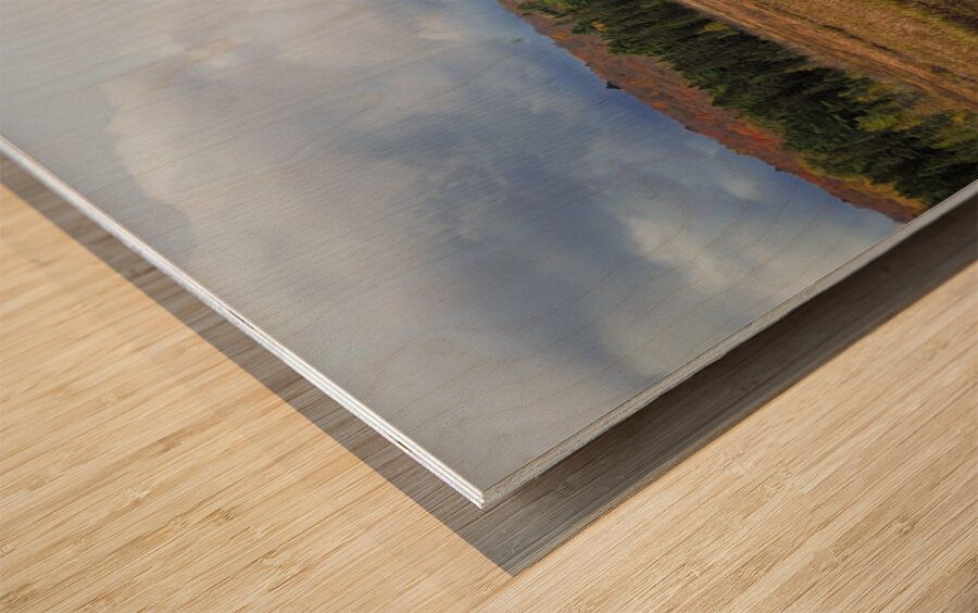 Algonquin Spruce Bog Boardwalk Wood print