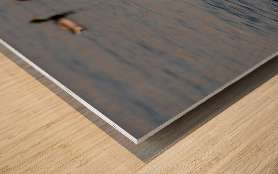 Toronto Lakefront Ducks Wood print