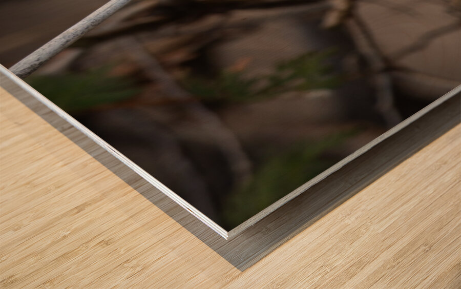 McLaughlin Bay Wildlife Reserve Chickadee Impression sur bois