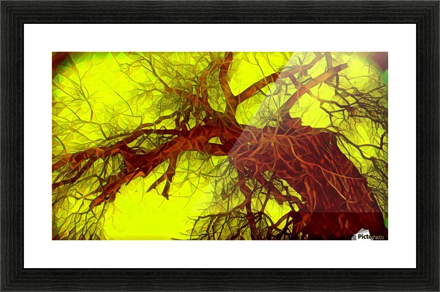 100yearoldtreeNUMBERtwo Picture Frame print