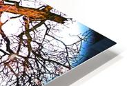 100yearOLDtree HD Metal print