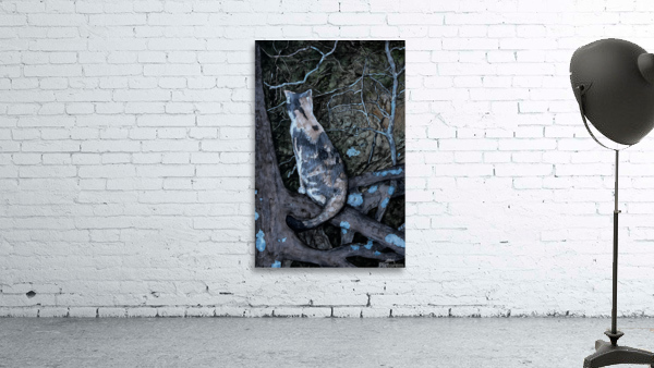 Clio Looking for Wild Things Wall Preview