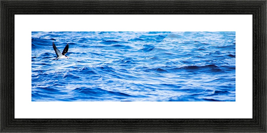 Tern Picture Frame print