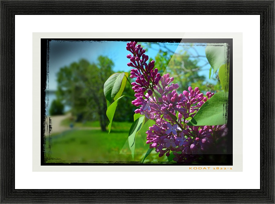 Purple Flowers Picture Frame print