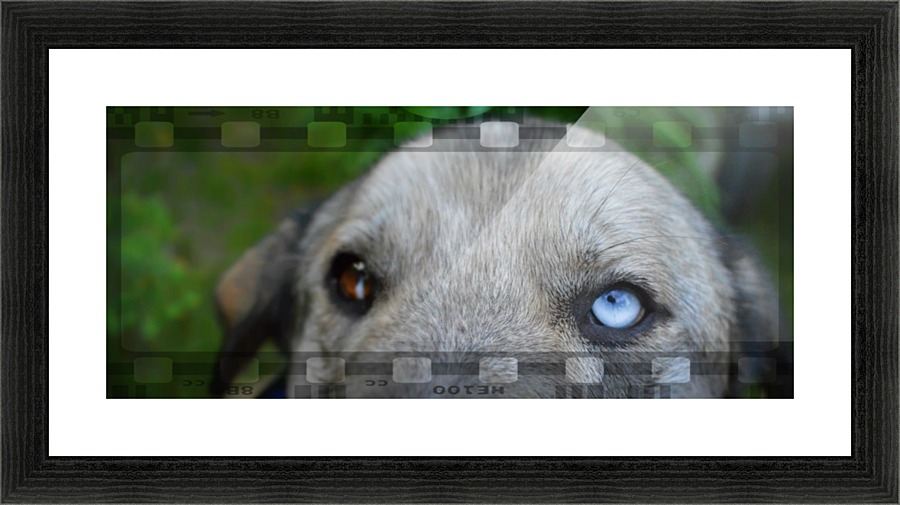 Blue Eyed Dog Picture Frame print