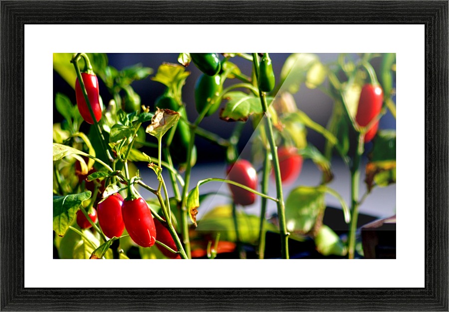 Peppers Picture Frame print