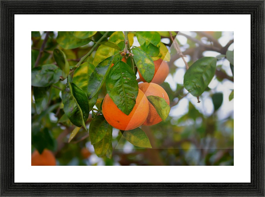 Oranges Picture Frame print