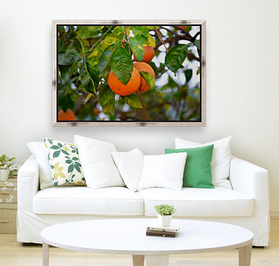 Oranges Reproduction