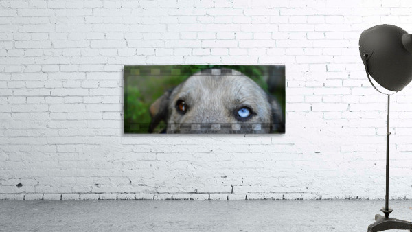 Blue Eyed Dog Wall Preview