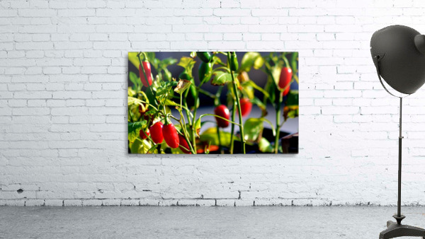 Peppers Wall Preview