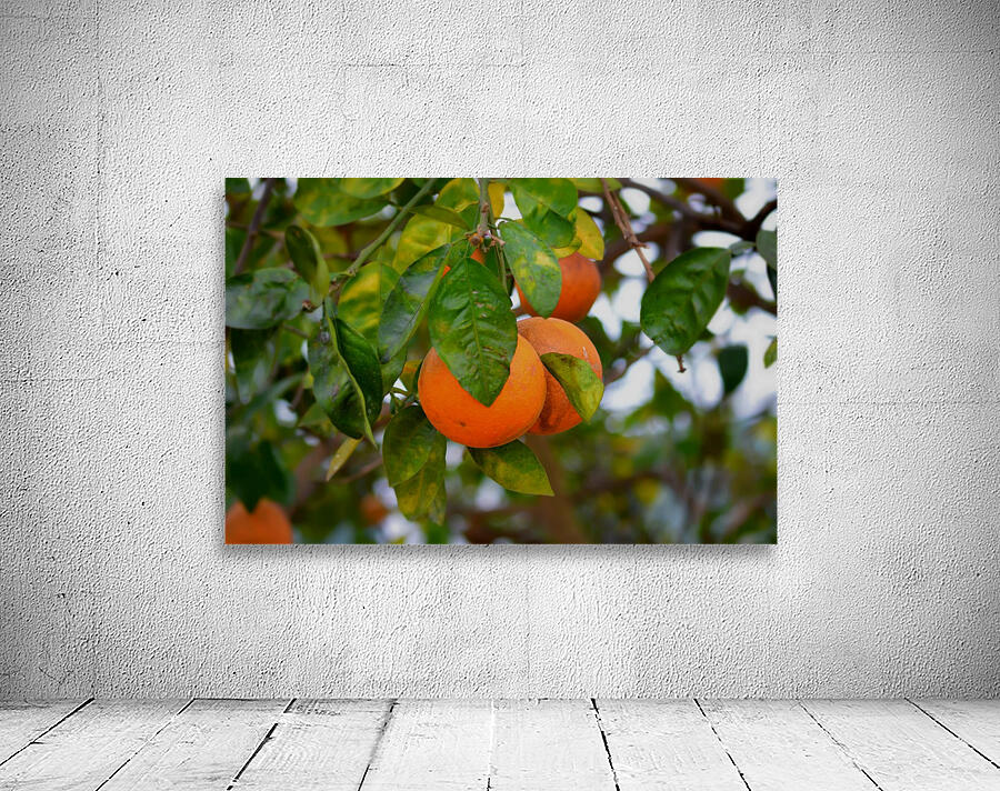 Oranges Wall Preview