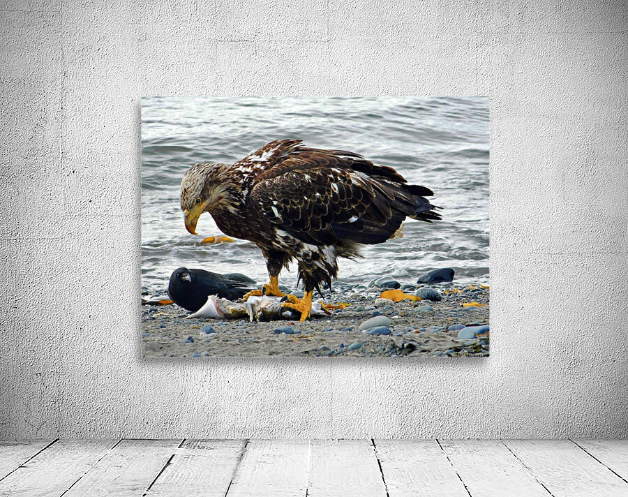 crow dares a young eagle Wall Preview