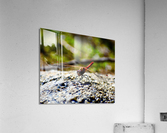 Mr Dragonfly Acrylic Print