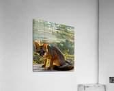 Mr Fox Acrylic Print