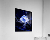 Jelly Fish Acrylic Print