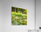The Meadow Acrylic Print