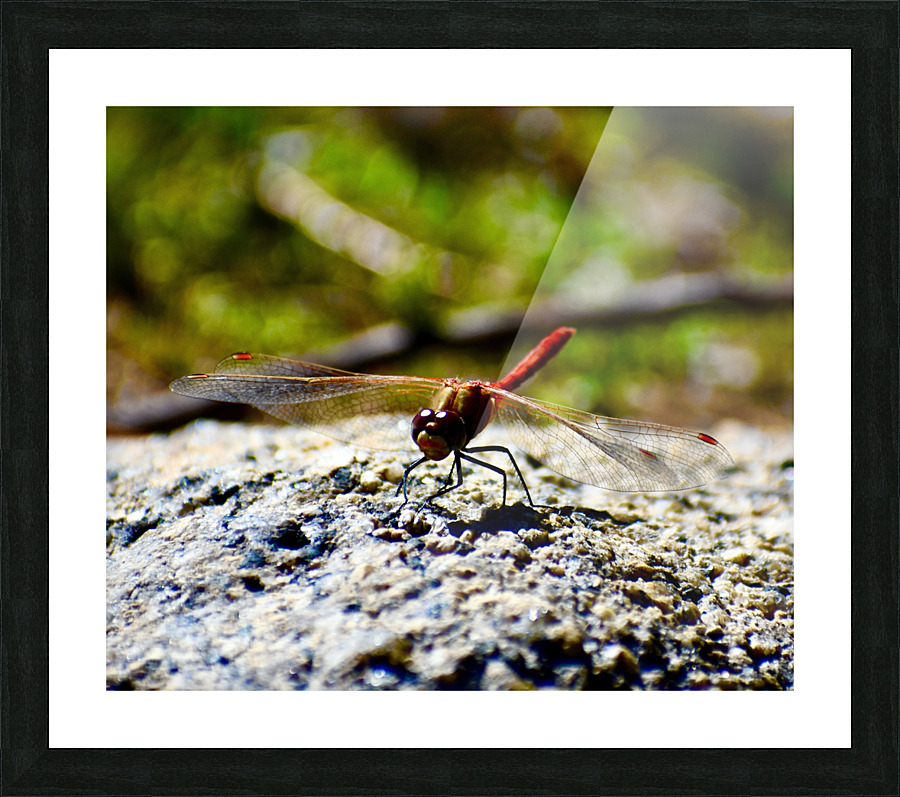 Mr Dragonfly Picture Frame print