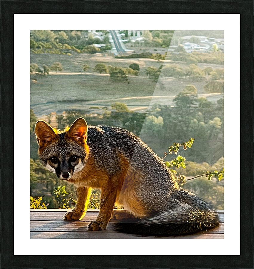 Mr Fox Picture Frame print