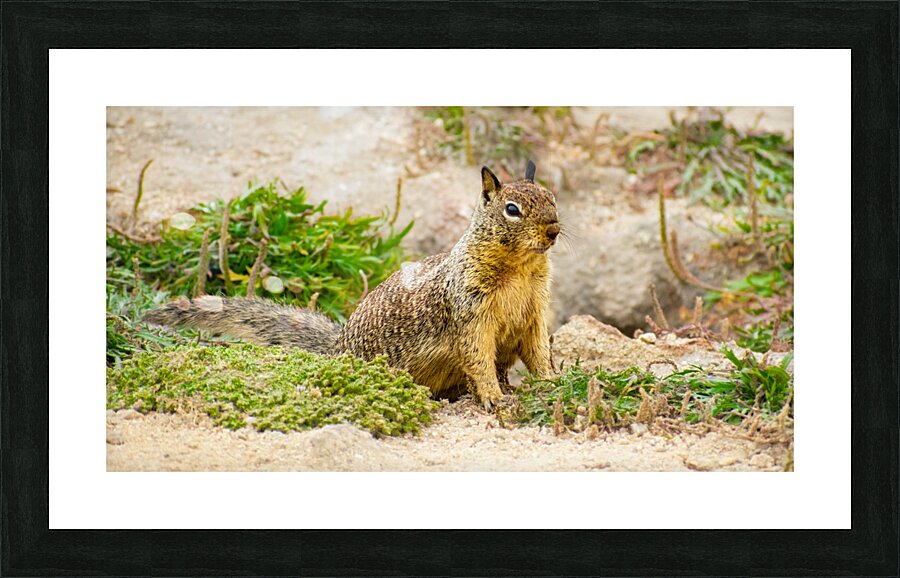 Beach Squarrel Picture Frame print