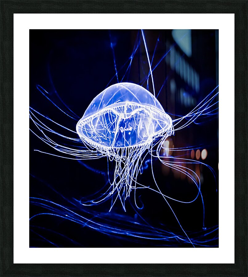 Jelly Fish Picture Frame print