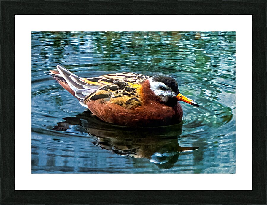 Swimming Bird Picture Frame print