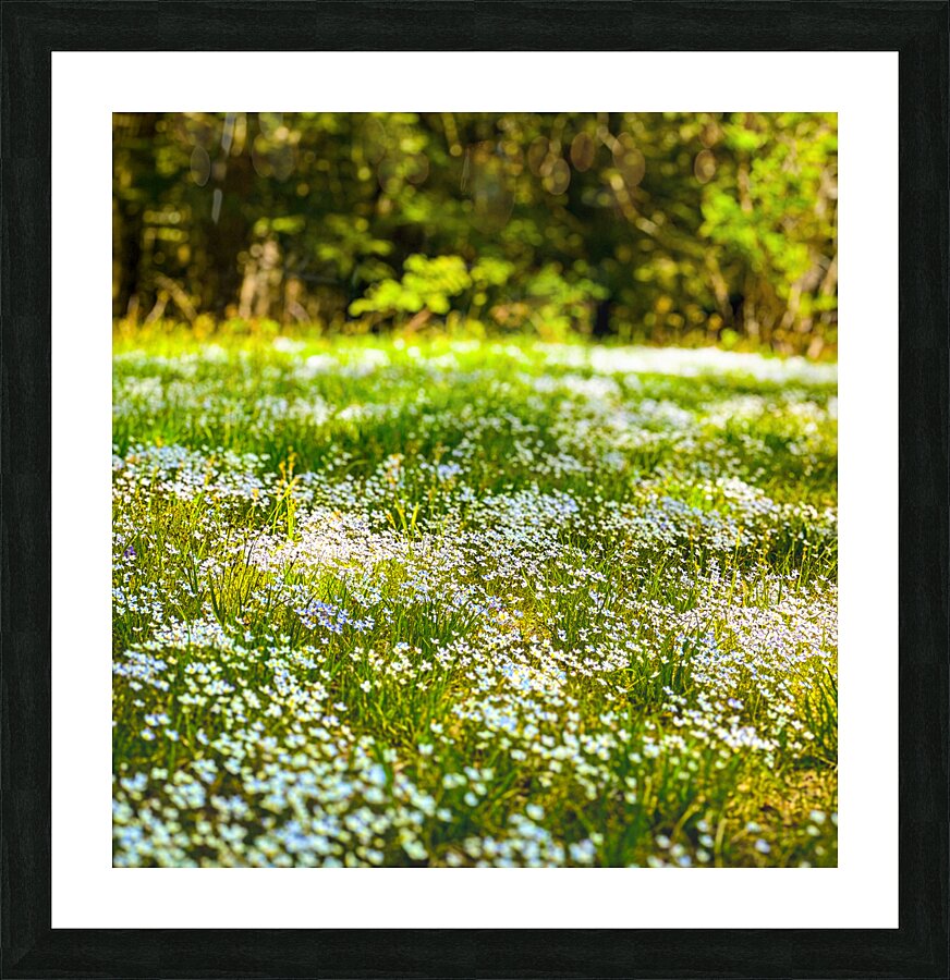 The Meadow Picture Frame print