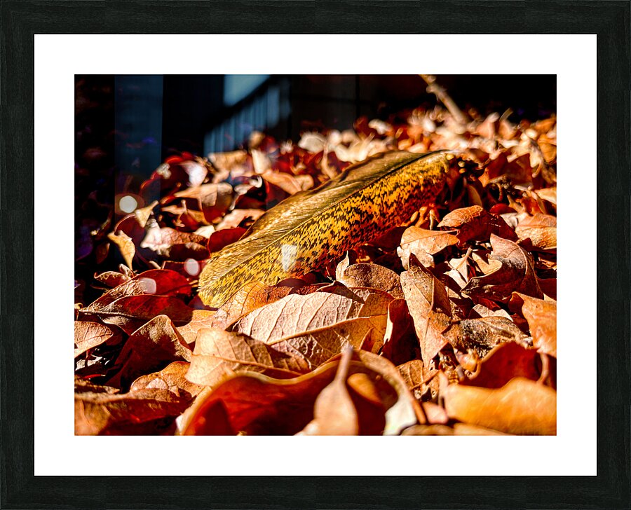 Feather Picture Frame print
