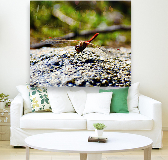 Mr Dragonfly Reproduction