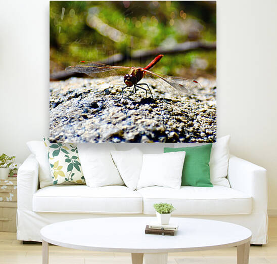 Mr Dragonfly Reproduction