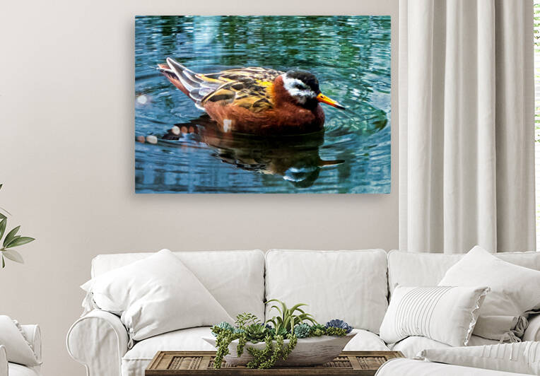 Swimming Bird Reproduction