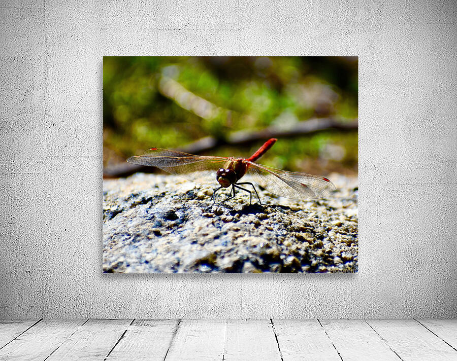 Mr Dragonfly Wall Preview