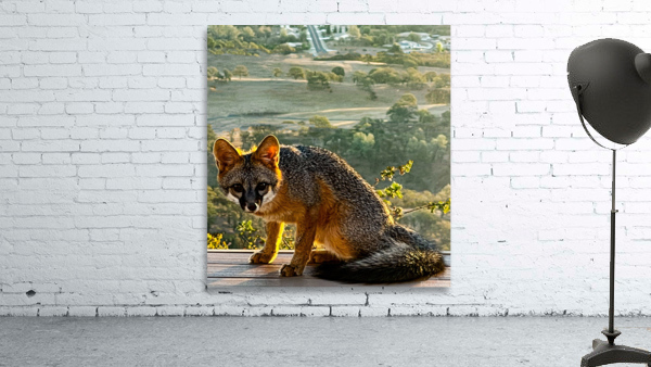 Mr Fox Wall Preview