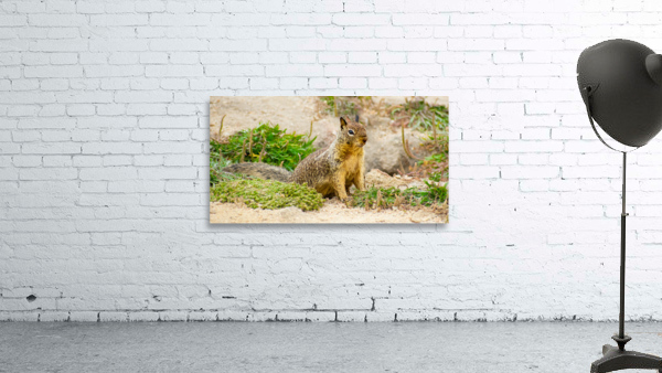 Beach Squarrel Wall Preview