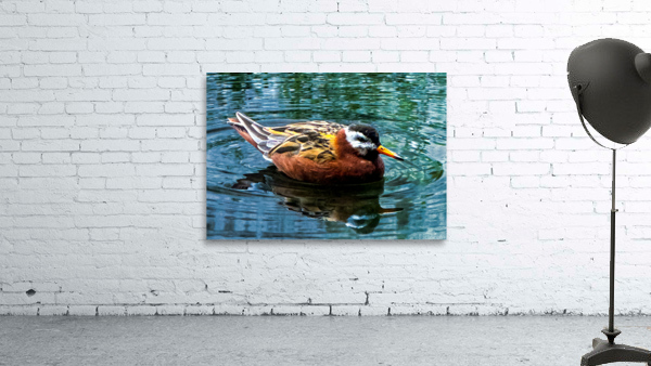 Swimming Bird Wall Preview