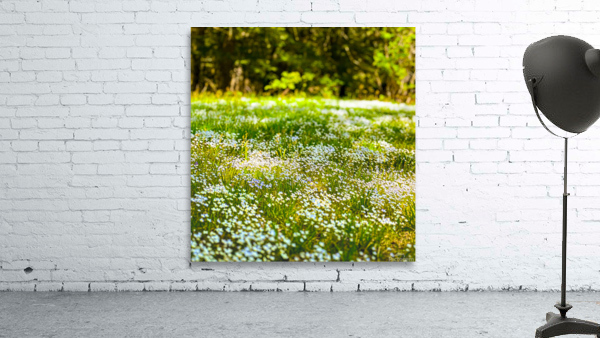 The Meadow Wall Preview