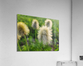 Mi01 Acrylic Print