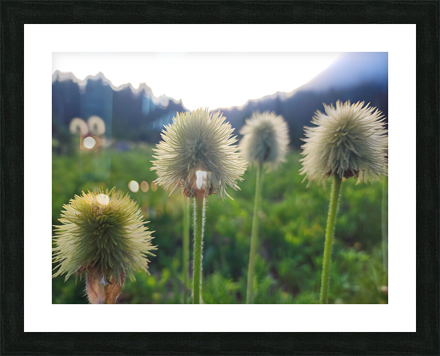 Mi15 Picture Frame print
