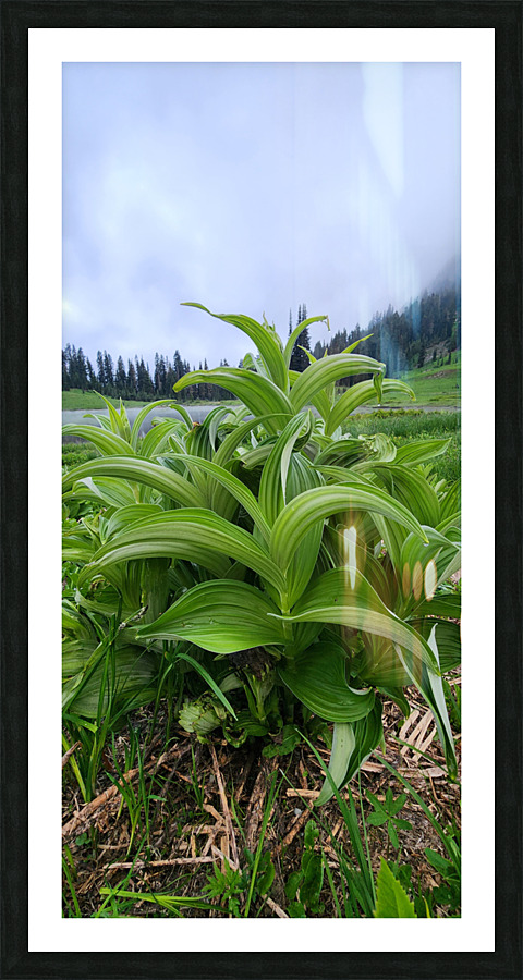 Mi16 Picture Frame print