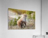 Standing Bear Acrylic Print