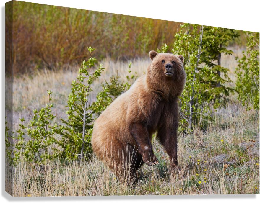 Standing Bear Canvas Print