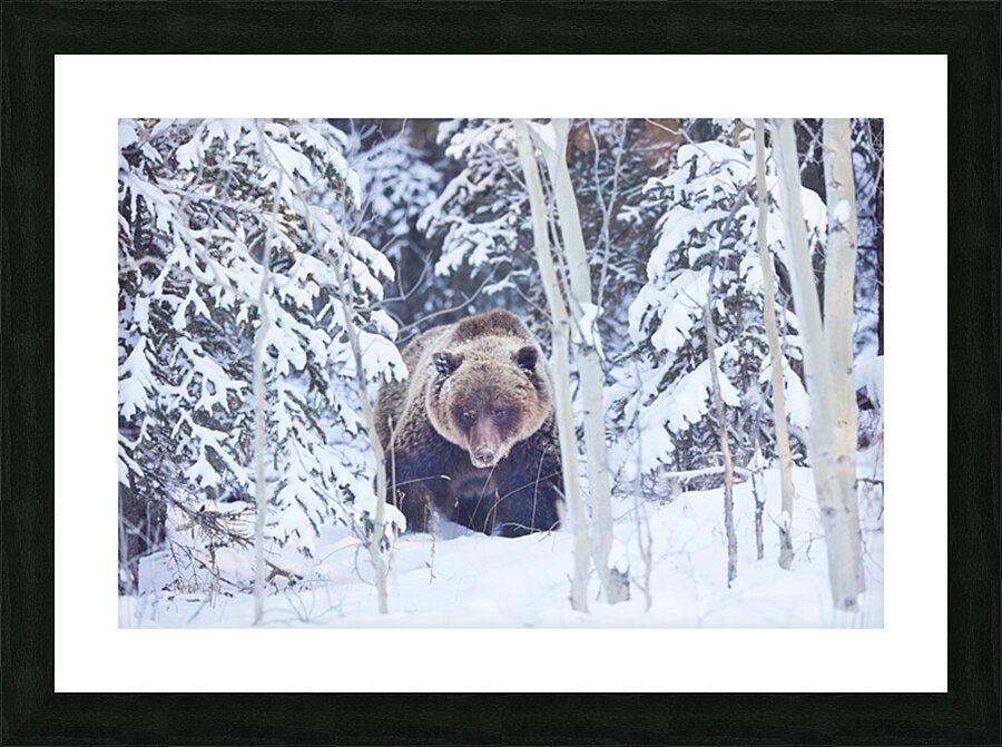 Winter Grizzly Picture Frame print
