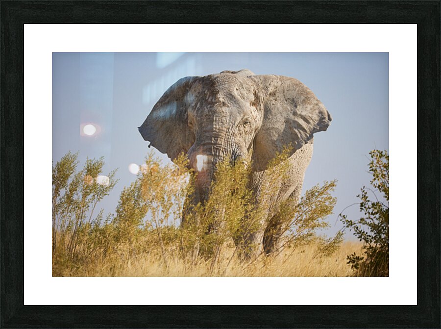 Savanna Picture Frame print