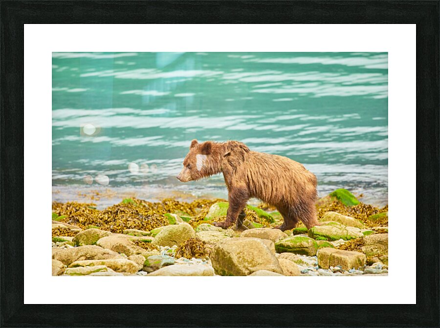 Alaskan Shore Picture Frame print
