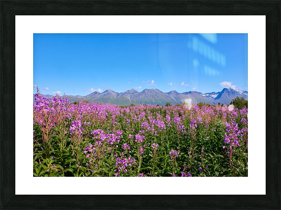 Yukon Fireweed  Picture Frame print